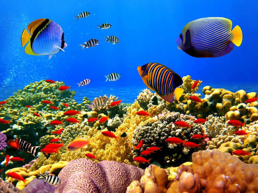 Great Barrier Reef